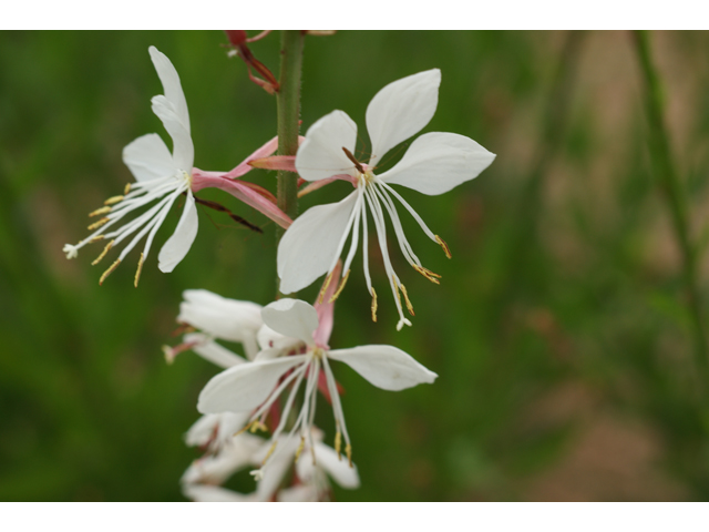 Oenothera lindheimeri (White gaura) #39874