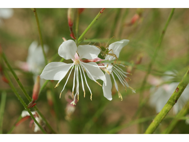 Oenothera lindheimeri (White gaura) #39885