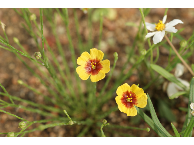 Linum hudsonioides (Texas flax) #39941