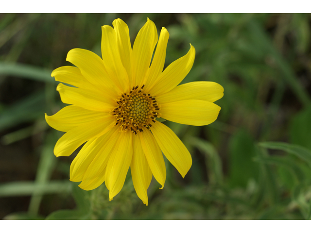 Helianthus maximiliani (Maximilian sunflower) #40000