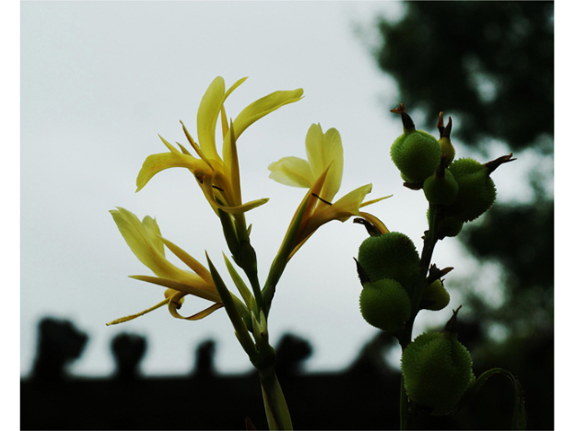 Canna glauca (Water canna) #40056