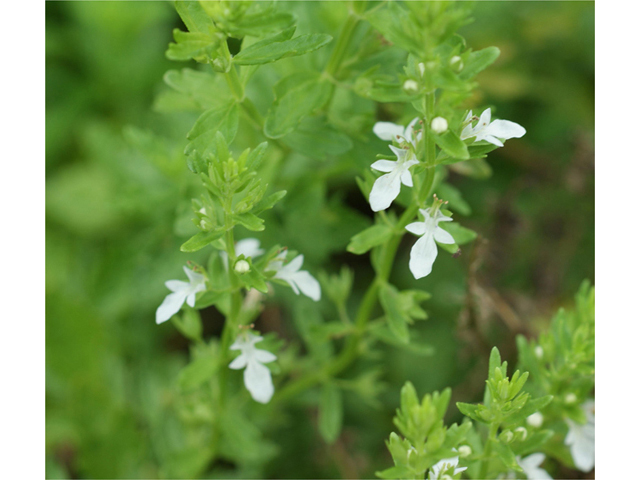 Teucrium cubense (Small coastal germander) #40071