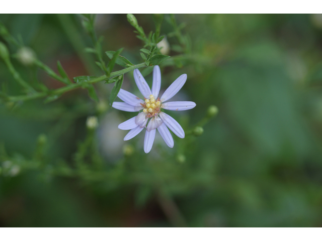 Symphyotrichum oolentangiense (Skyblue aster) #40137