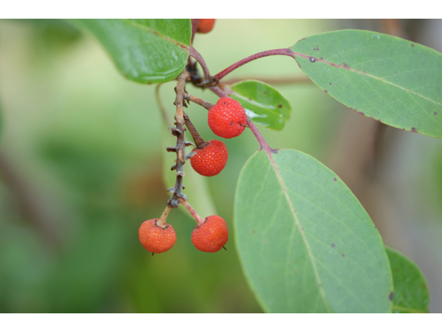 Arbutus xalapensis (Texas madrone) #40142