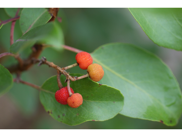 Arbutus xalapensis (Texas madrone) #40143