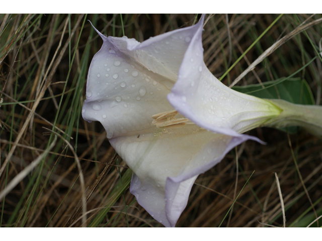 Datura wrightii (Jimsonweed) #40406