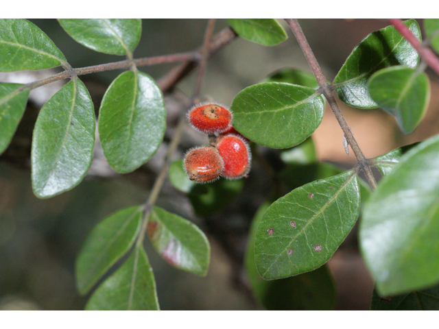 Rhus virens (Evergreen sumac) #40456