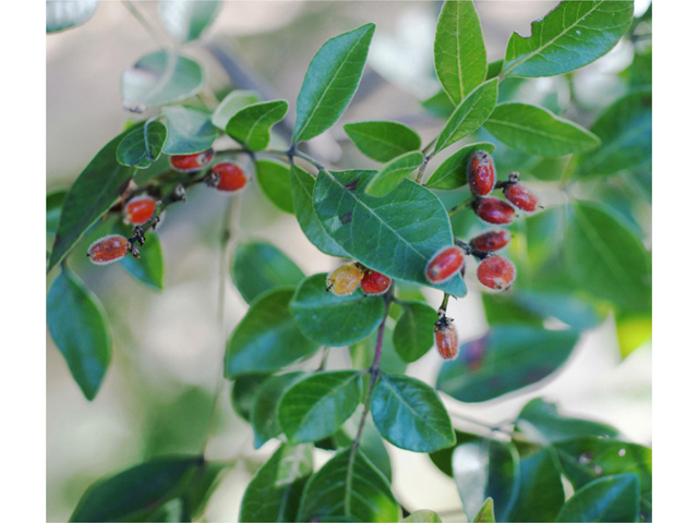 Rhus virens (Evergreen sumac) #40457