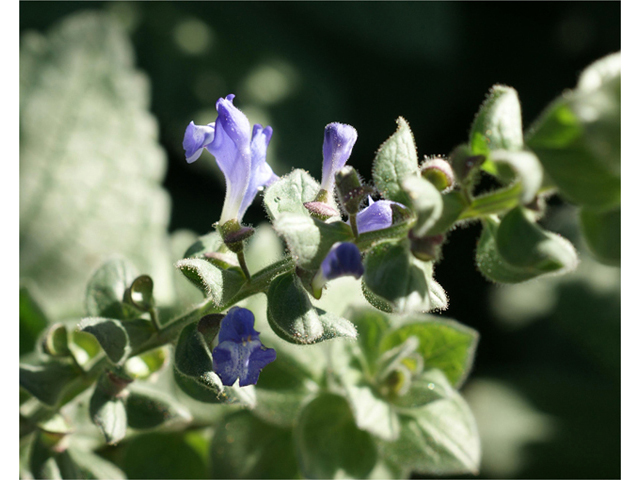 Scutellaria ovata (Heartleaf skullcap) #40478