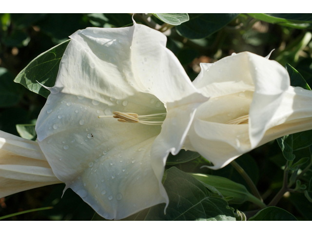 Datura wrightii (Jimsonweed) #40572