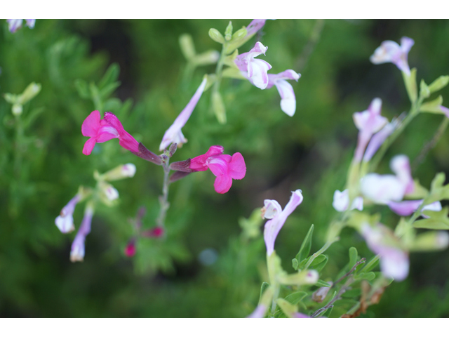 Salvia greggii (Autumn sage) #40575