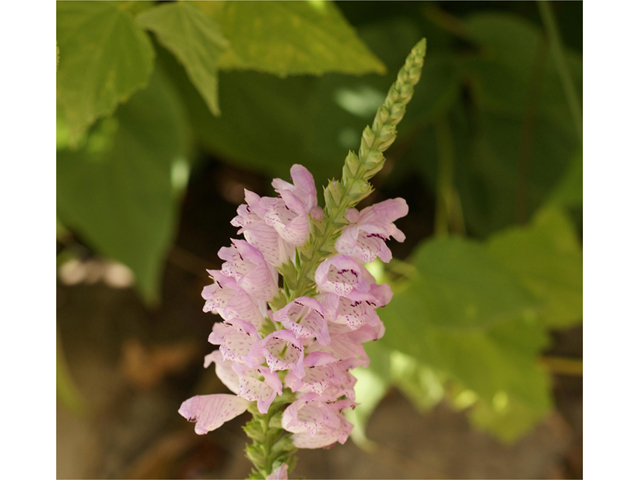 Physostegia intermedia (Spring obedient plant) #40599