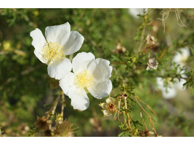 Fallugia paradoxa (Apache plume) #40612