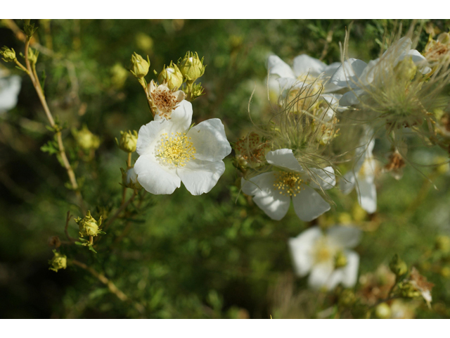 Fallugia paradoxa (Apache plume) #40614