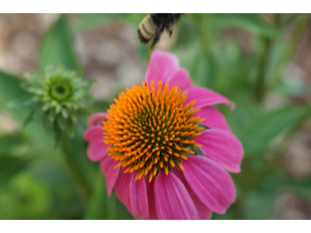 Echinacea purpurea (Eastern purple coneflower) #40905