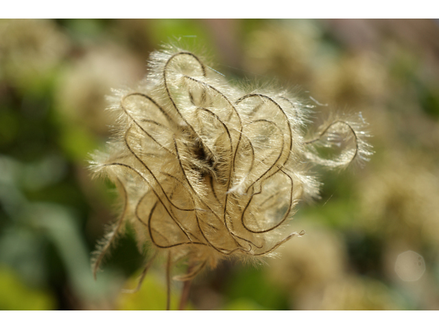 Clematis texensis (Scarlet clematis) #40986