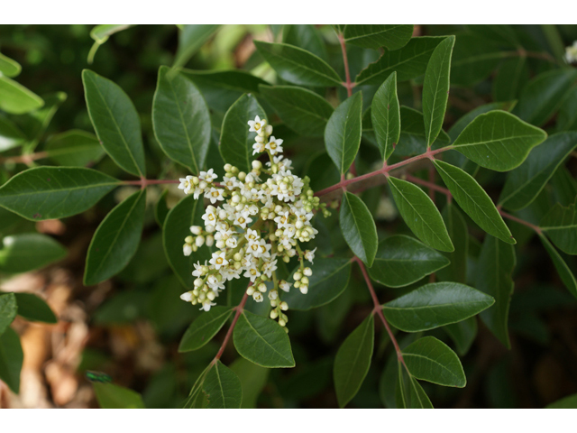 Rhus virens (Evergreen sumac) #41087