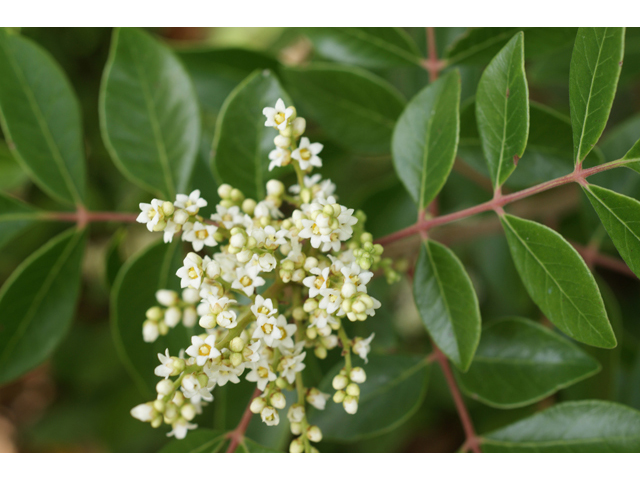 Rhus virens (Evergreen sumac) #41089