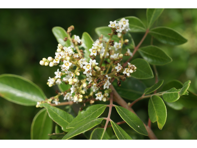 Rhus virens (Evergreen sumac) #41091