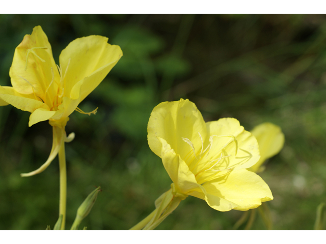 Oenothera jamesii (Trumpet evening-primrose) #41097