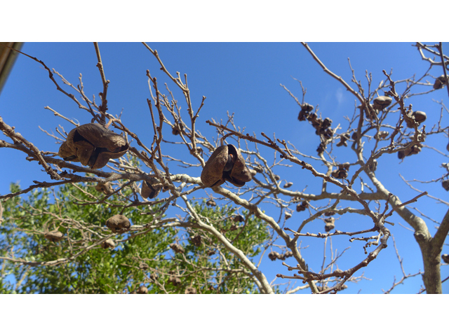 Ungnadia speciosa (Mexican buckeye) #41142