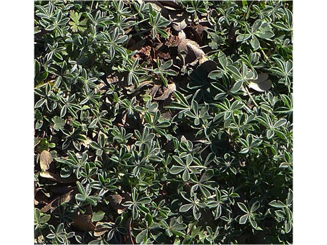 Lupinus texensis (Texas bluebonnet) #41174