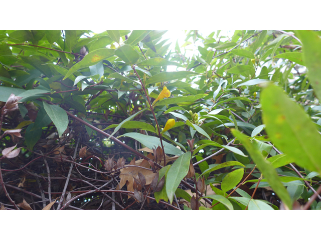 Gelsemium sempervirens (Carolina jessamine) #41228