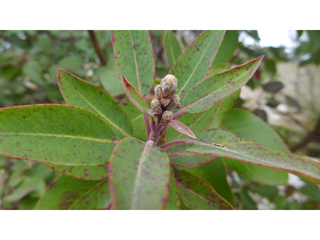 Arbutus xalapensis (Texas madrone) #41244