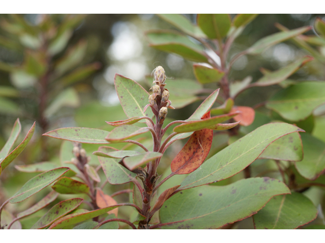 Arbutus xalapensis (Texas madrone) #41283