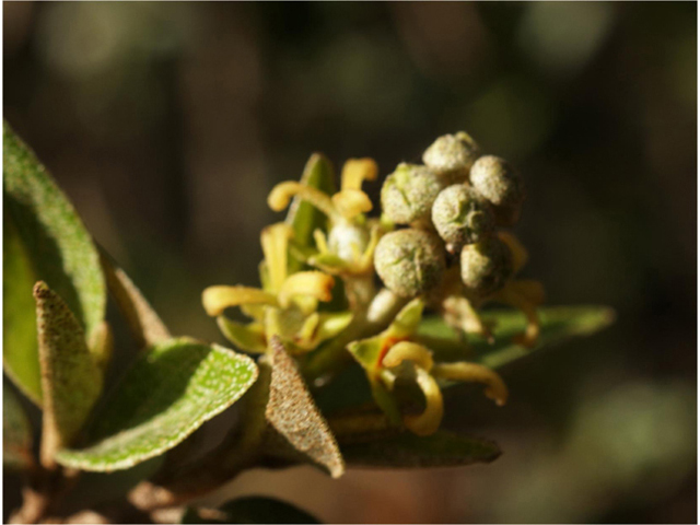 Croton alabamensis var. texensis (Texabama croton) #41317