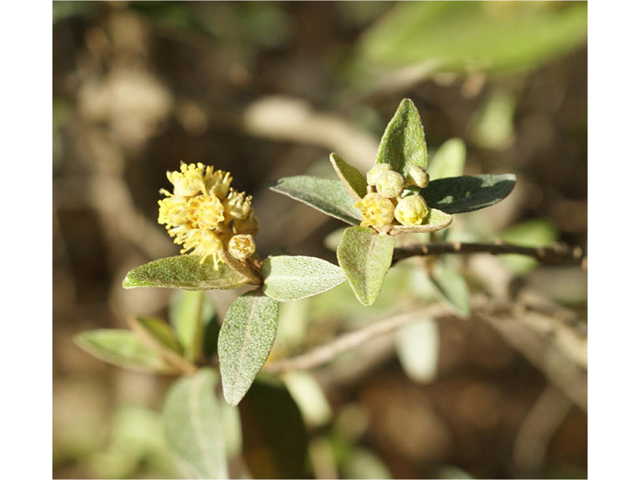 Croton alabamensis var. texensis (Texabama croton) #41322