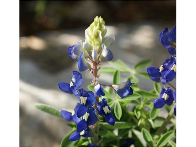 Lupinus texensis (Texas bluebonnet) #41344