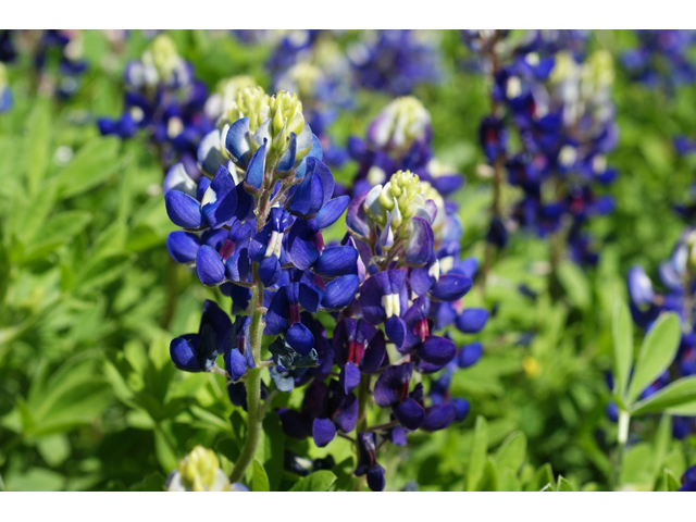 Lupinus texensis (Texas bluebonnet) #41368