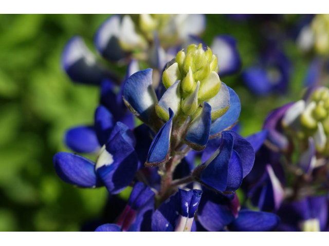 Lupinus texensis (Texas bluebonnet) #41374