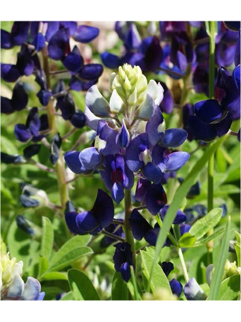 Lupinus texensis (Texas bluebonnet) #41377