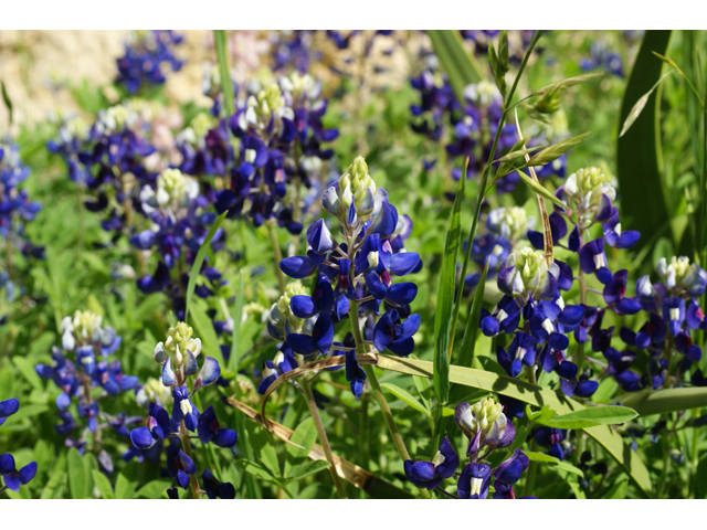 Lupinus texensis (Texas bluebonnet) #41378