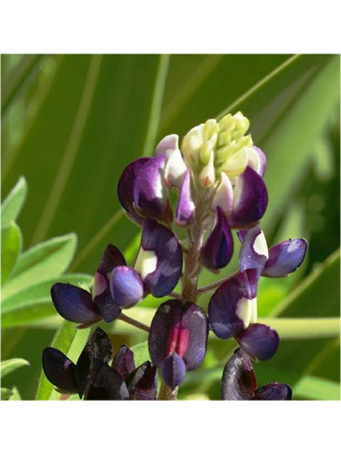 Lupinus texensis (Texas bluebonnet) #41379