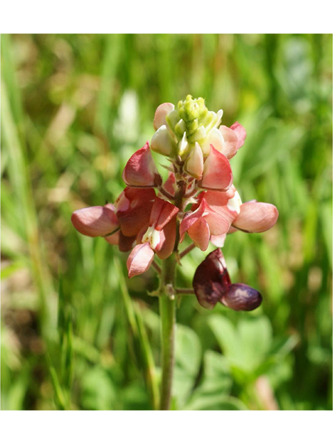 Lupinus texensis (Texas bluebonnet) #41386