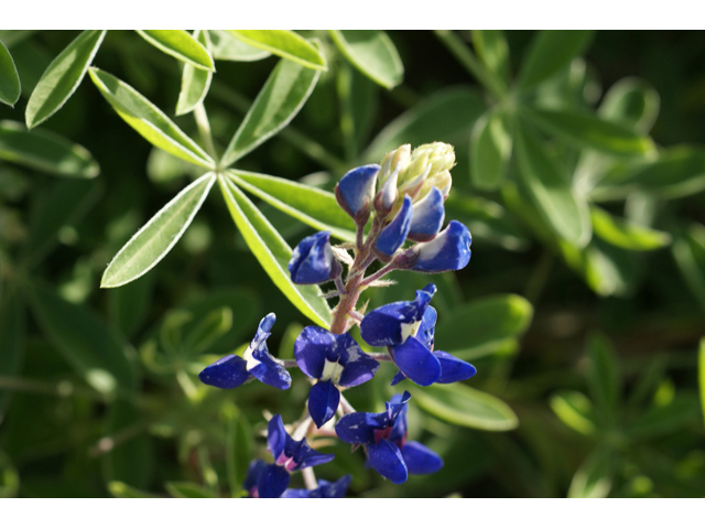 Lupinus texensis (Texas bluebonnet) #41427