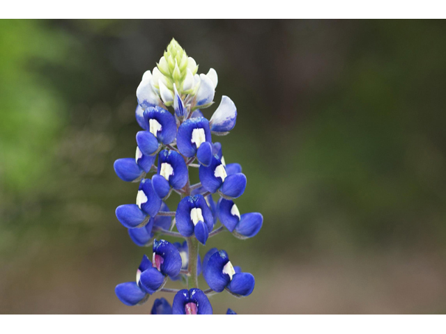 Lupinus texensis (Texas bluebonnet) #41554