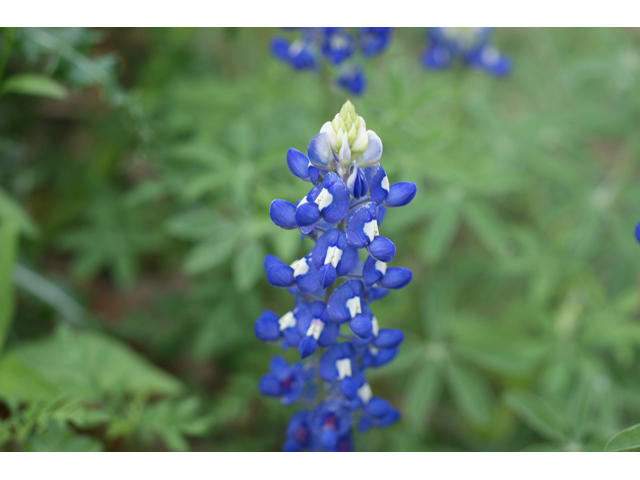 Lupinus texensis (Texas bluebonnet) #41566