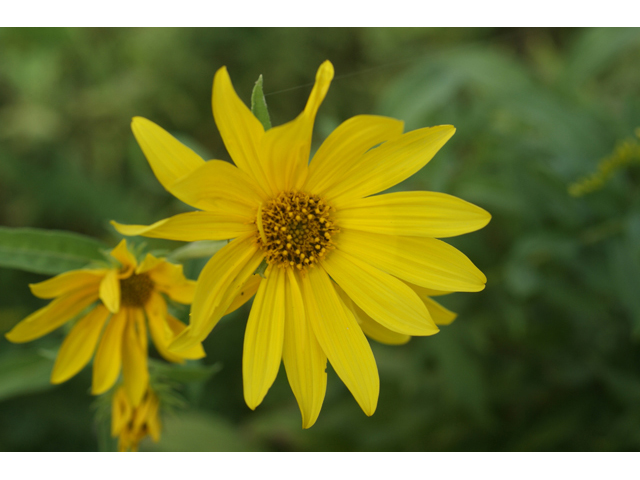 Helianthus maximiliani (Maximilian sunflower) #55037