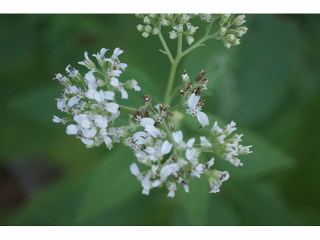 Verbesina virginica (Frostweed) #55046