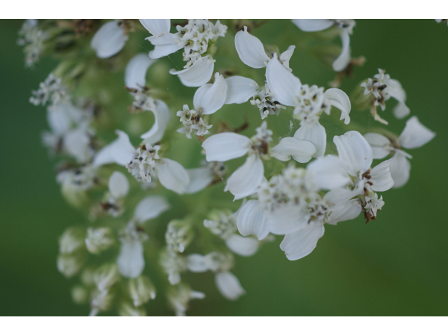 Verbesina virginica (Frostweed) #55049