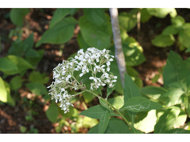 Verbesina virginica (Frostweed) #55115