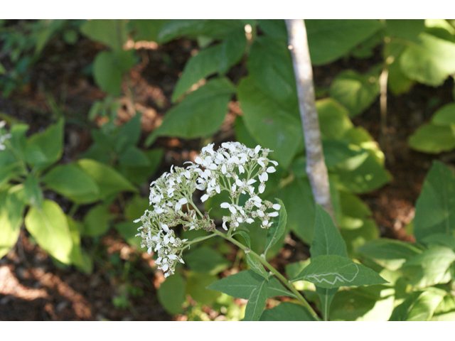 Verbesina virginica (Frostweed) #55117