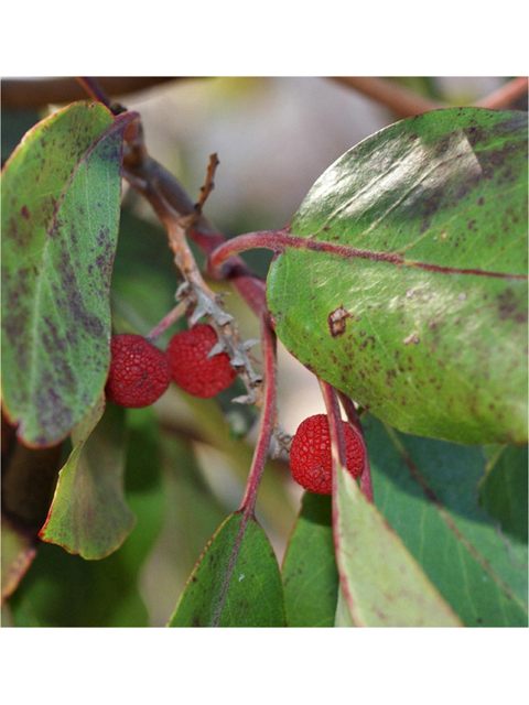 Arbutus xalapensis (Texas madrone) #55200