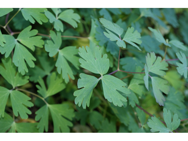 Aquilegia canadensis (Eastern red columbine) #55206