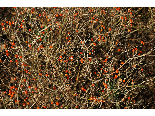 Capsicum annuum (Chile tepin) #55225