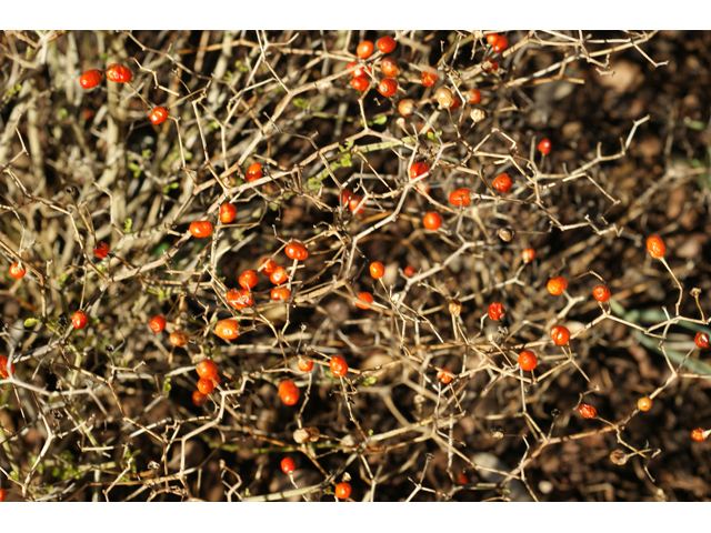 Capsicum annuum (Chile tepin) #55227